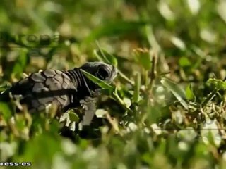 'Amaral 1998-2008', una década plagada de éxitos