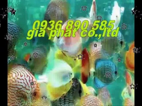 Cty sửa nhà,chống,thấm,giá,rẻ tại quận gò vấp call 0936 890 585