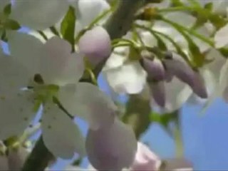 Limpo, bene prezioso