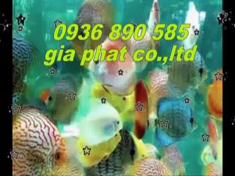Cty sửa nhà,chống,thấm,giá,rẻ tại quận gò vấp call 0936 890 585
