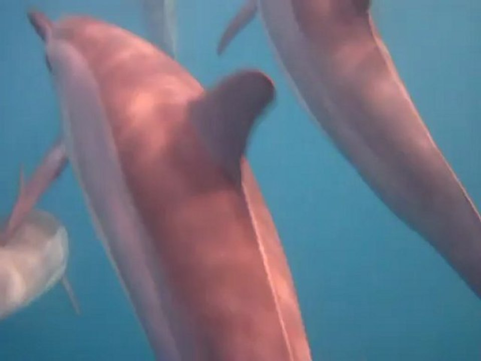 rencontre avec les dauphins