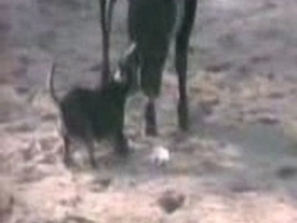 bull terrier VS Taureau