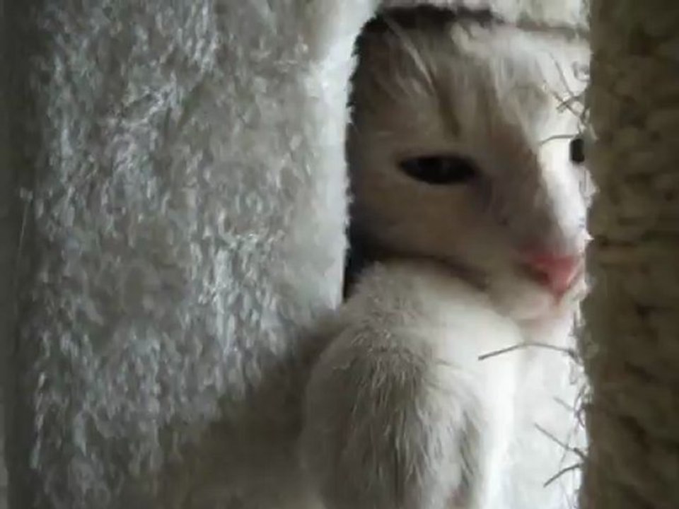 Psycho-Cat