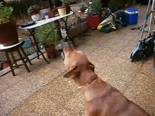 Eros qui veut boire l'eau de pluie novembre 2012