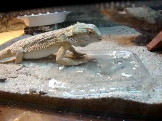 122611802 sala retrouve petit à petit son appétit