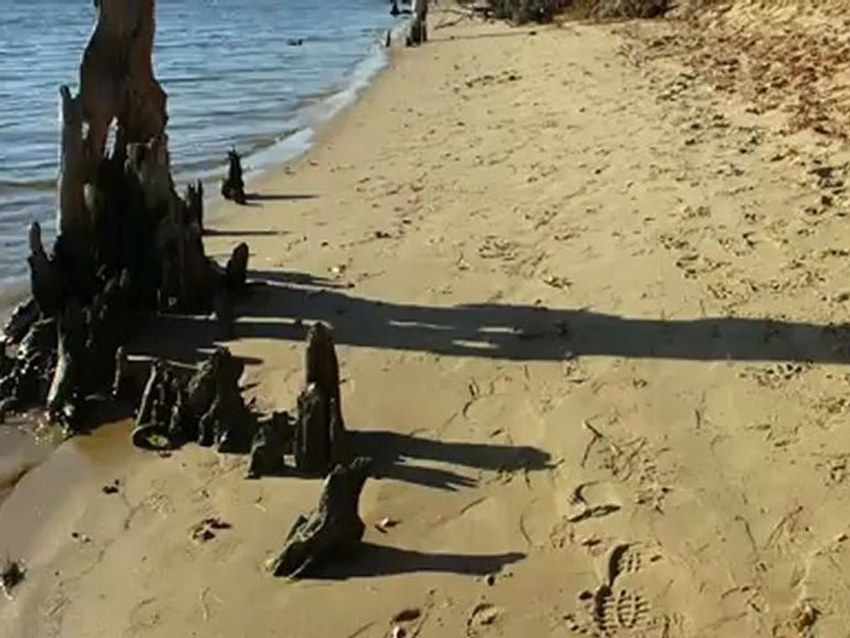 Tree Stumps