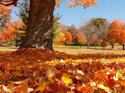 Scenic Time Lapse: Fall Foliage & Incredible Mountain Views - Asheville, North Carolina