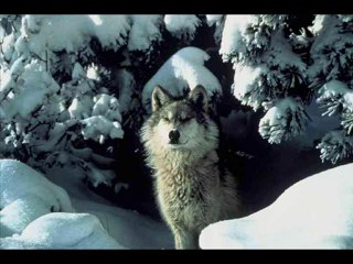 YANLIZ KURT'UN MEKTUBU ÖZEL