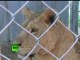 Cute video: Rare white lion cub nursed by dog