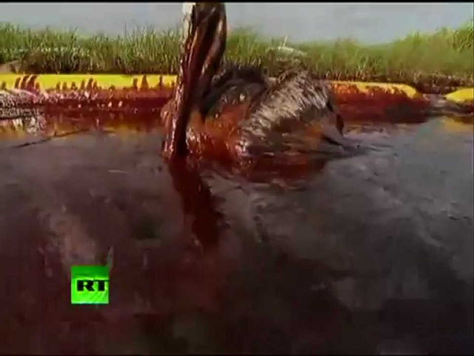 Wildlife Apocalypse: Video of Gulf birds, fish caught in BP oil spill