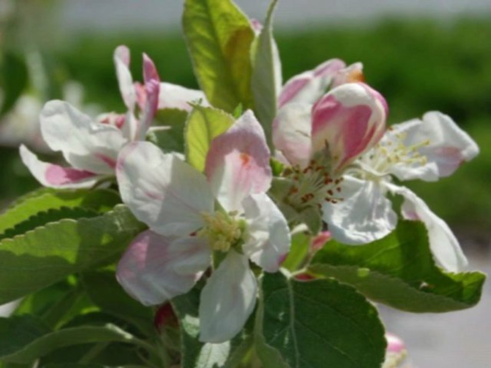 sph pineuilh Maurand MPEG4