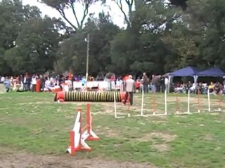 Agility Martigues nov 12 Dolce jump