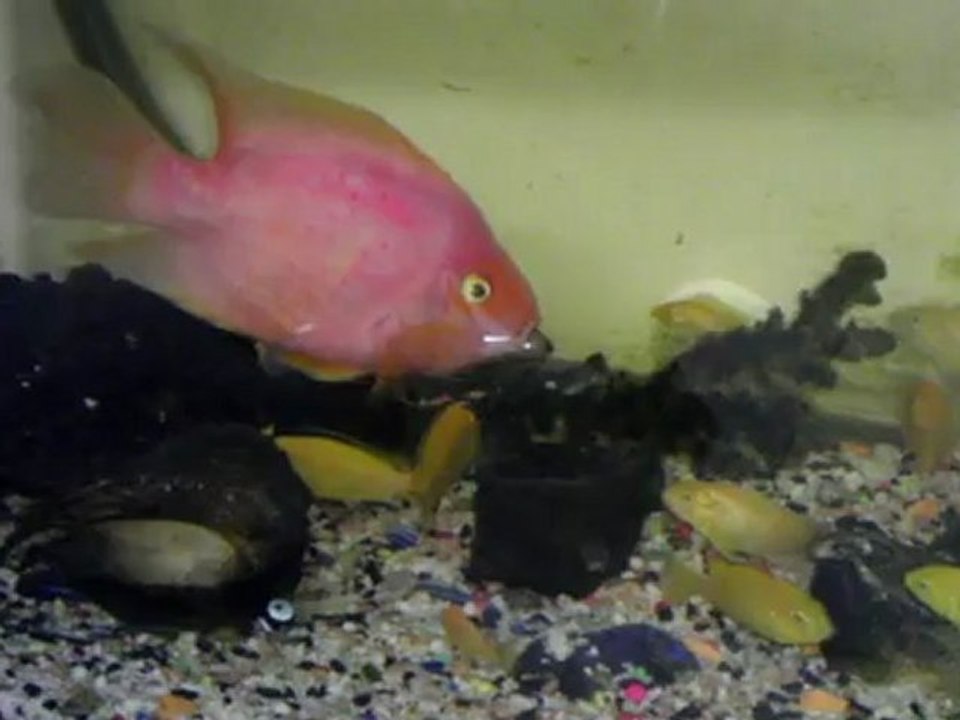 Köy berberi, köylü, akvaryum ve solucan sefası