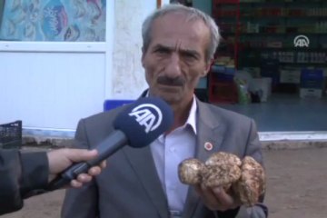 Bu mantarı Japonlar tüketiyor