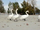 Swans 2 - Free HD stock footage