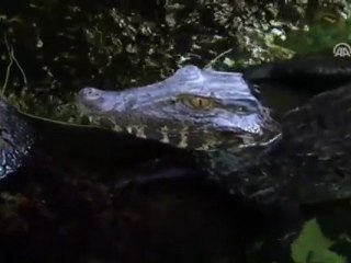 Cüce timsahlar, Teksas'dan geldi