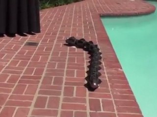 Robot Serpent dans la piscine