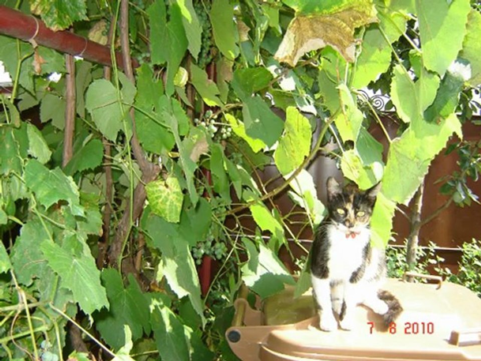 Din viata 2010