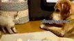 funny videos cat and dog figth