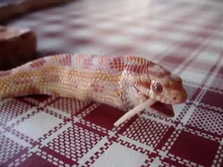 ACARIE Pierre LOCON  Serpent MOV02764