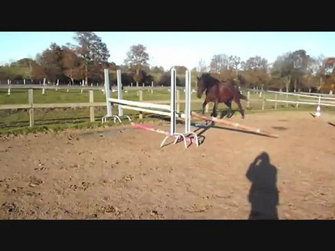 Orion du Bourg, Selle Français PP à Vendre