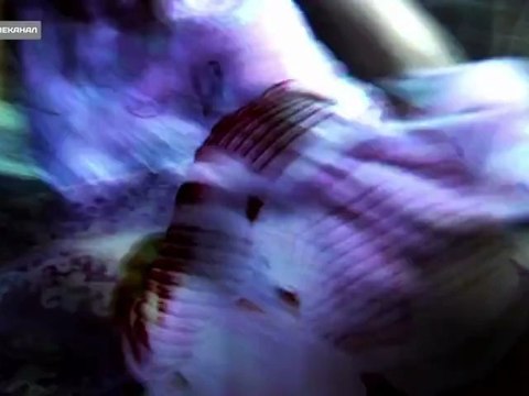 Преступление и наказание 2012-11-26 - Замуж за Алладина