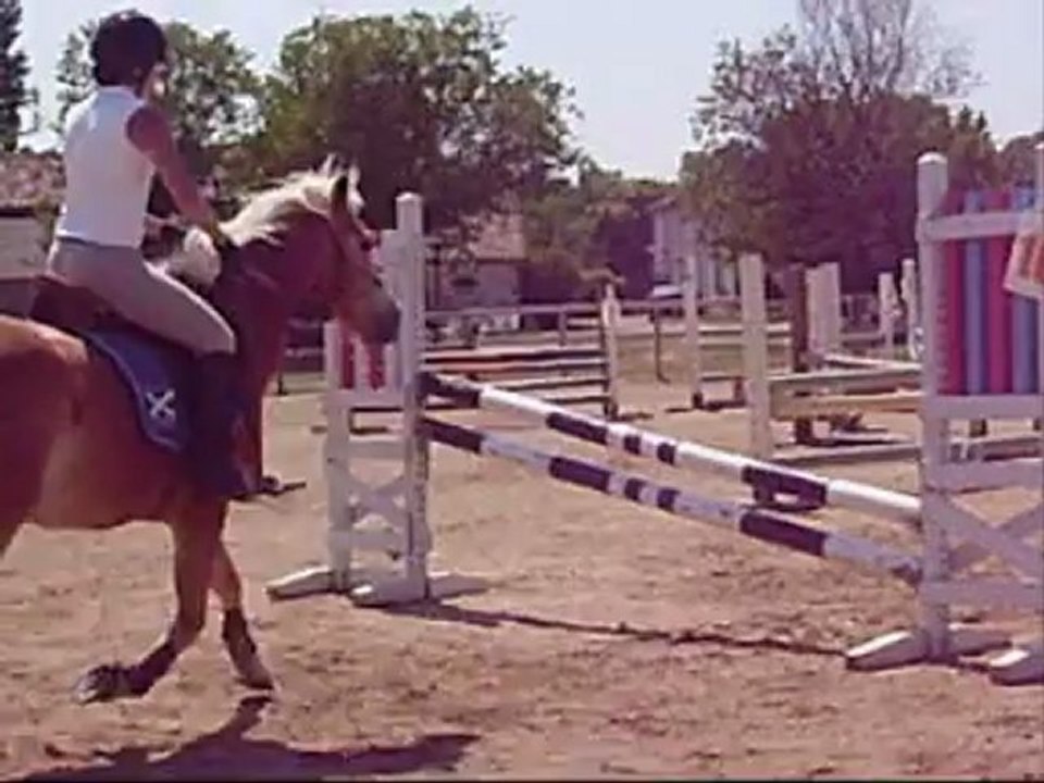 Lotta , ponette haflinger PP à vendre