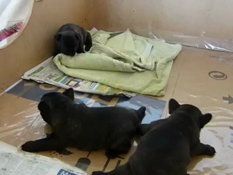 ( sainte-marie.chiens-de-france.com/) Chiot bouledogue français à réserver