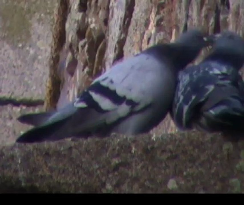 Pigeons amoureux
