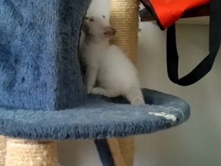 sacrés chatons !