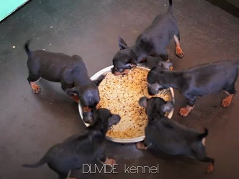 chiots pinscher nain LOF  noir et feu de l'élevage de la Maison d'Este
