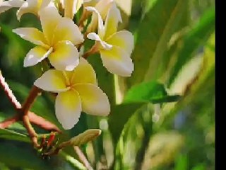 Rabindra Sangeet- Adhek Ghume Nayan Chume - Sagar Sen