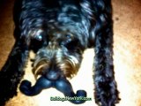 Dogs In Mustaches