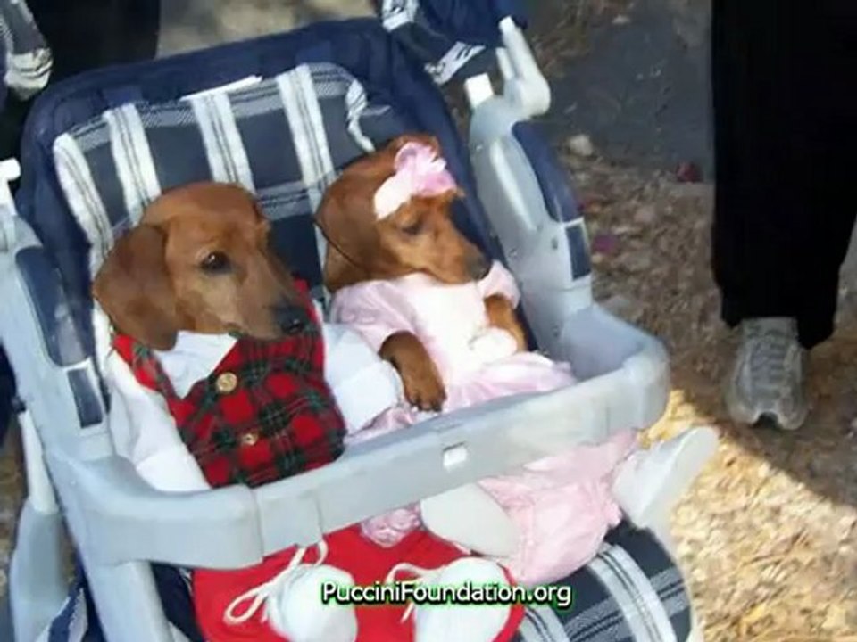 One Dog Is Not Enough