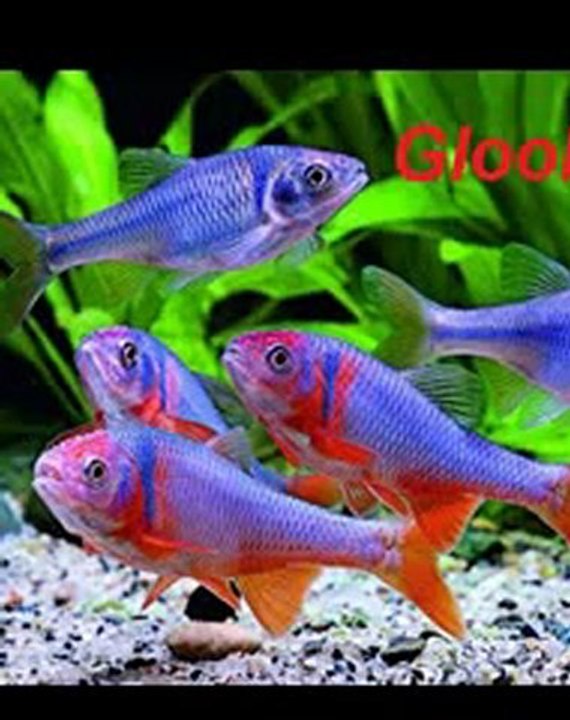gloob video