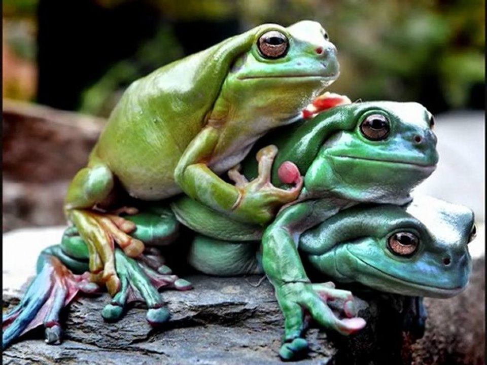 123 Les animaux de la semaine 1