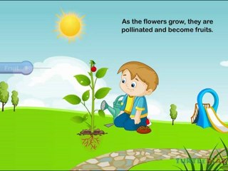 Plant Life Cycle for Kids 🌱