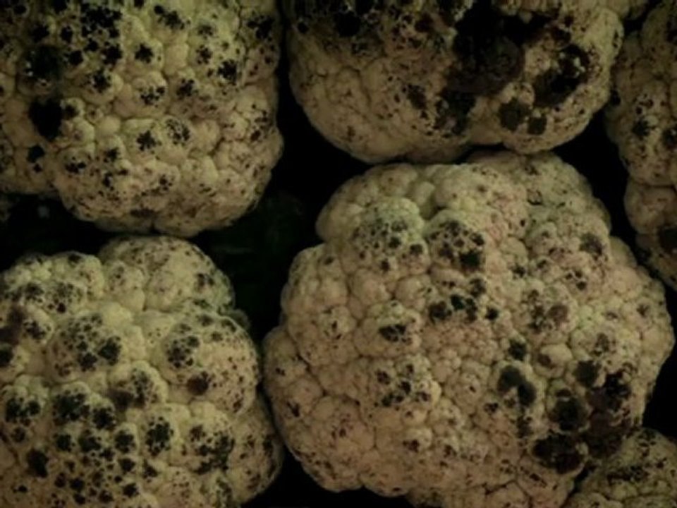 Momoko SETO / Planet Z