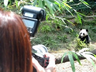 Casal de pandas à espera do público