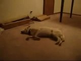 Rüya Gören Köpeğin En Komik Ve İlgi Çekici Hareketleri
