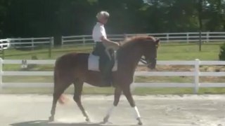 Dressage Horses For Sale