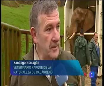 TVE: Llega a Bioparc Valencia un nuevo elefante