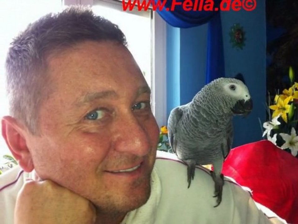 Rudi unser sprechender Papagei Graupapagei  er spricht jetzt schon viel