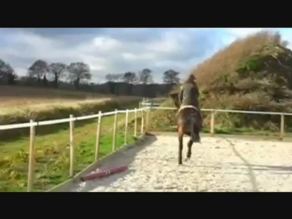 JUMENT 7 ANS PFS 2_0001