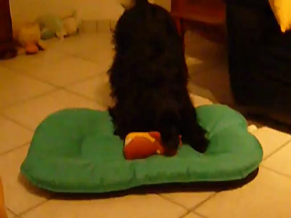 Mon chien fou Kermit