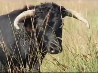 Tendido Sud du mercredi 28 Novembre 2012 - Partie 1