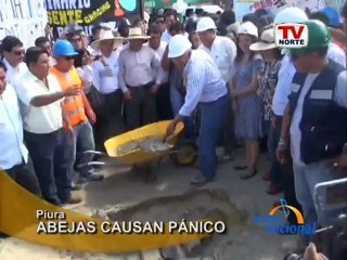 Piura Ataque de abejas causa panico en AAHH La Victoria
