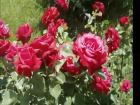 EmruLLah Coşkun ''Harika iLahi((GüL EFENDİM))