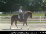 Dressage Horses For Sale