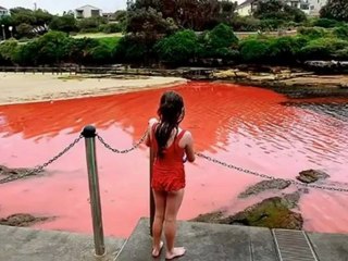 Bondi Beach Turns Bloody Red in Australia